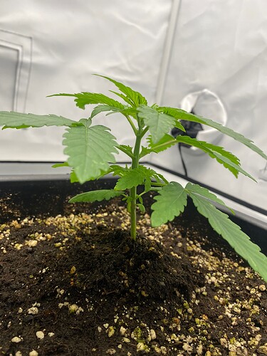 Growreport Bild 6