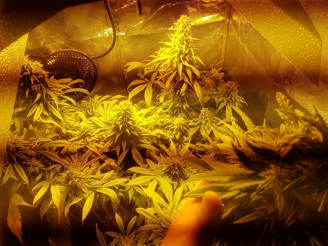 Growreport Bild 1