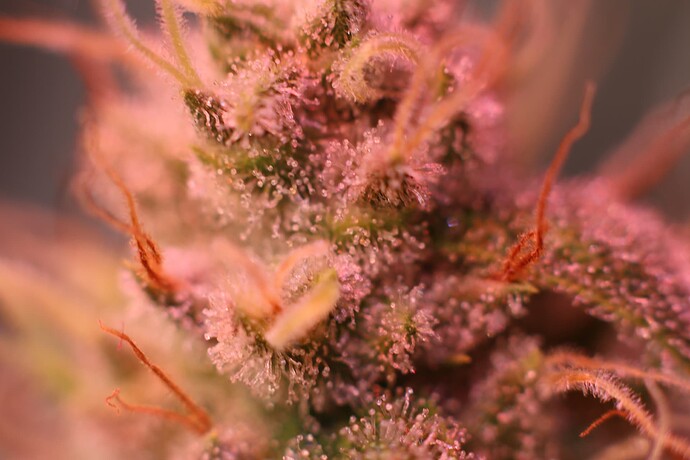 Growreport Bild 15