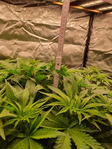 Growreport Bild 43