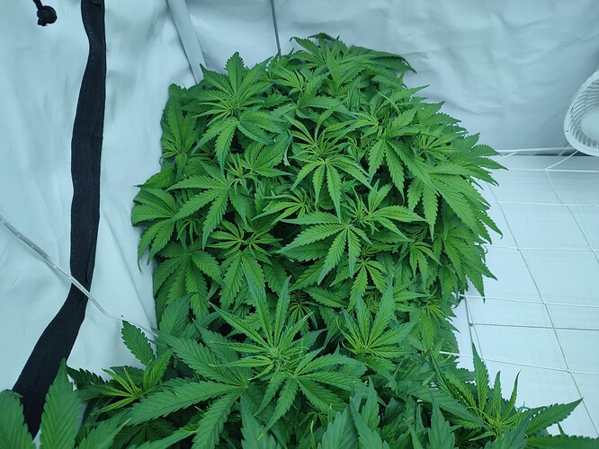 Growreport Bild 26