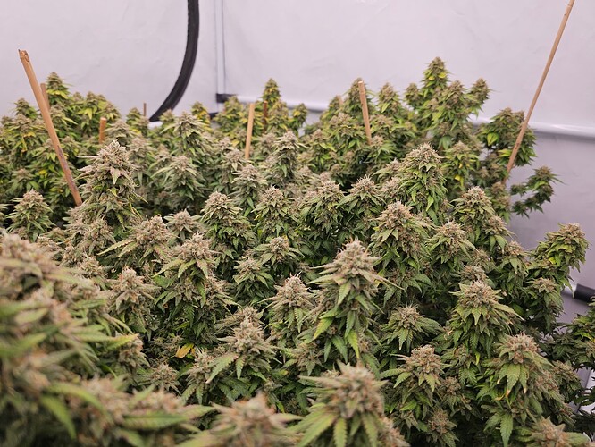 Growreport Bild 7