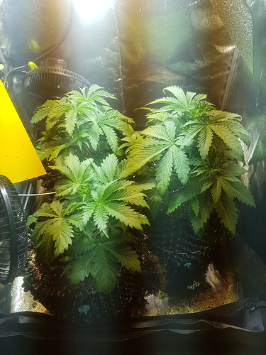 Growreport Bild 20