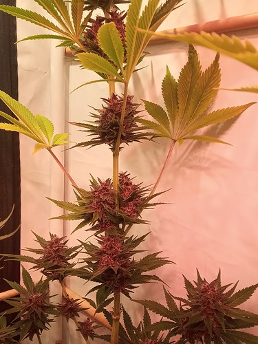 Growreport Bild 70