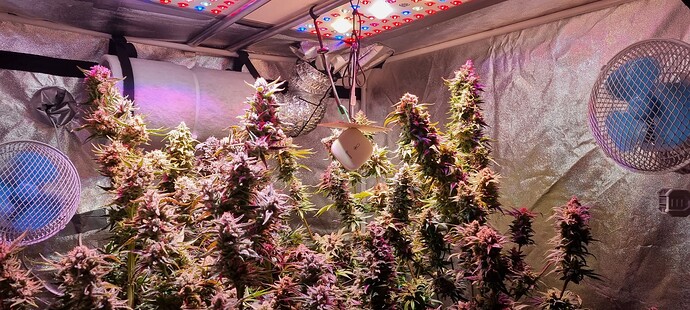 Growreport Bild 56