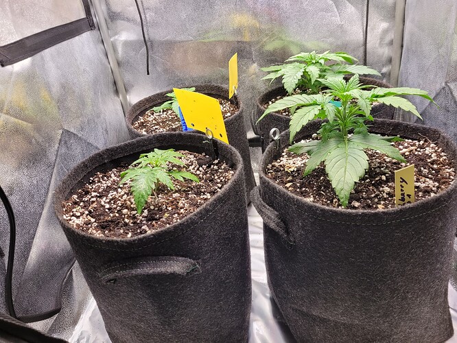 Growreport Bild 5