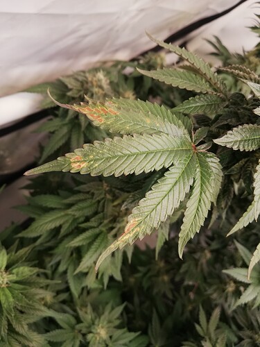 Growreport Bild 4
