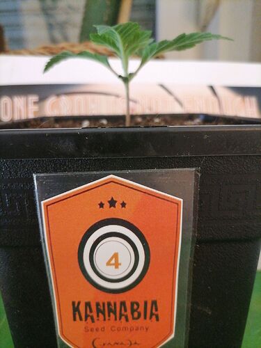 Growreport Bild 55