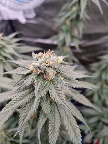 Growreport Bild 3