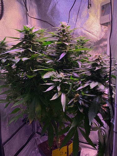 Growreport Bild 14