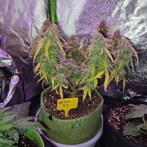 Growreport Bild 5