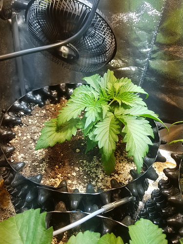 Growreport Bild 7