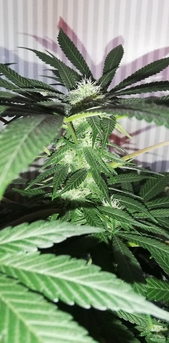 Growreport Bild 10
