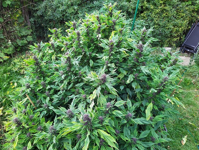Growreport Bild 3