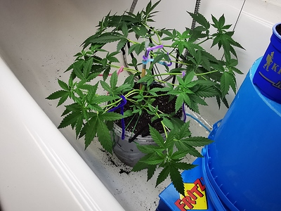 Growreport Bild 12