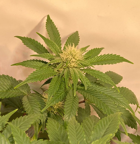Growreport Bild 11