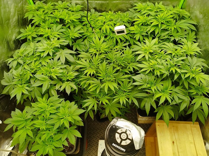 Growreport Bild 1