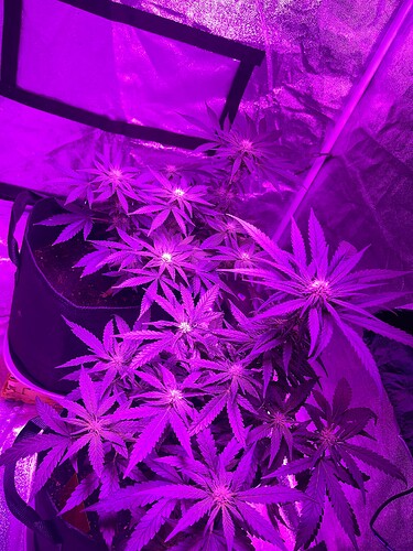 Growreport Bild 9