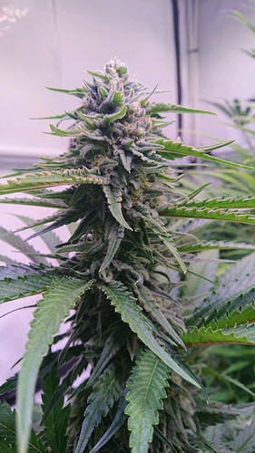 Growreport Bild 5