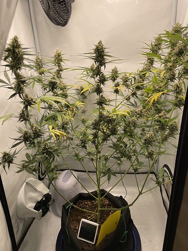 Growreport Bild 1