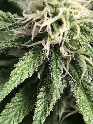 Growreport Bild 3