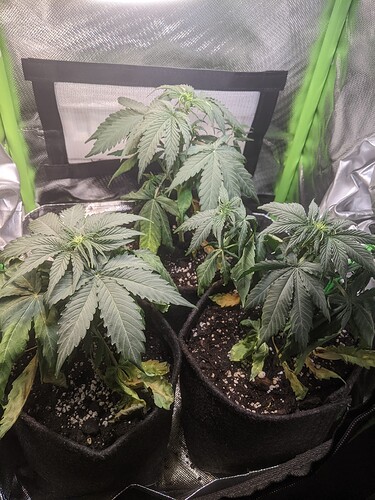Growreport Bild 2