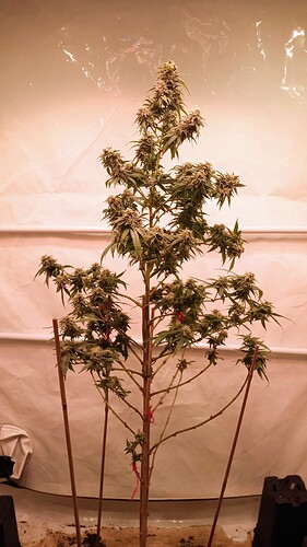 Growreport Bild 43