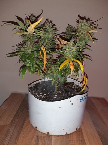 Growreport Bild 11