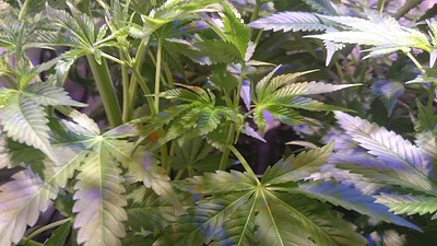 Growreport Bild 13