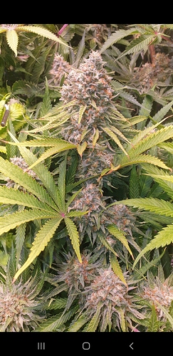 Growreport Bild 2