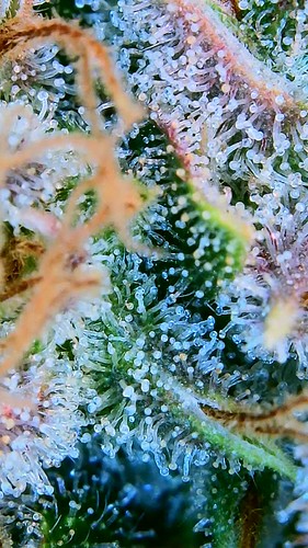 Growreport Bild 24