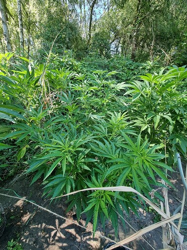 Growreport Bild 7
