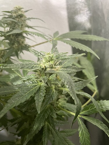 Growreport Bild 4