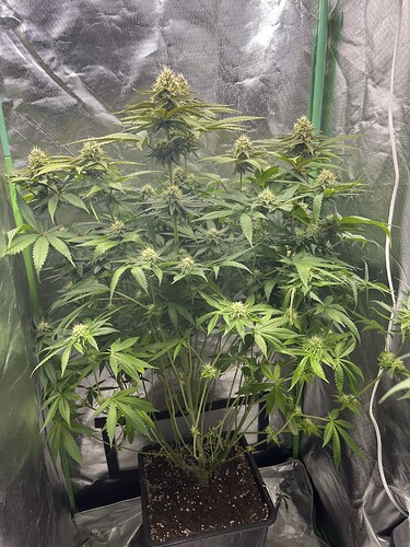 Growreport Bild 7