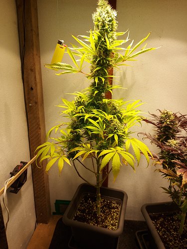 Growreport Bild 4