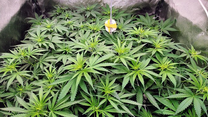 Growreport Bild 24
