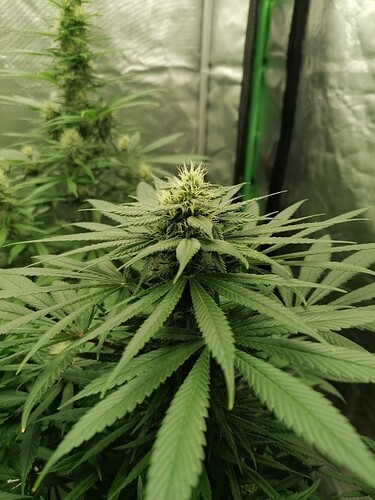 Growreport Bild 8