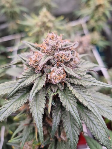 Growreport Bild 13