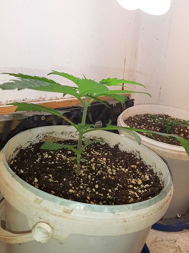 Growreport Bild 2