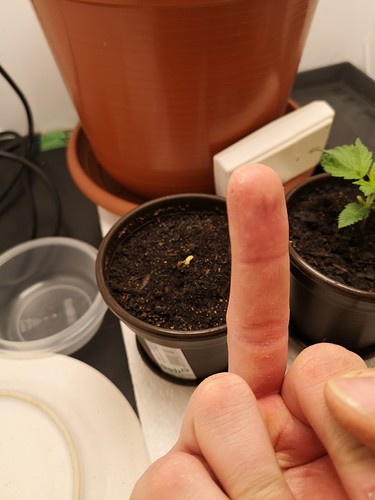 Growreport Bild 4
