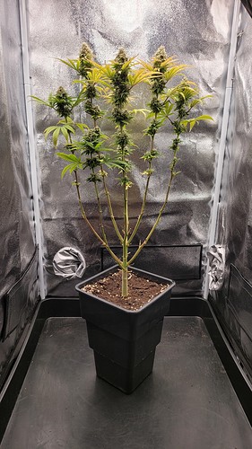 Growreport Bild 4