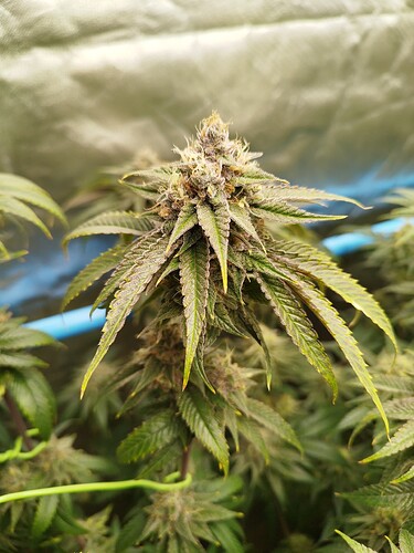 Growreport Bild 14