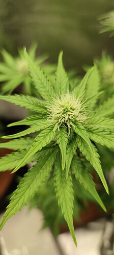 Growreport Bild 9
