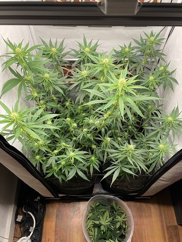 Growreport Bild 1