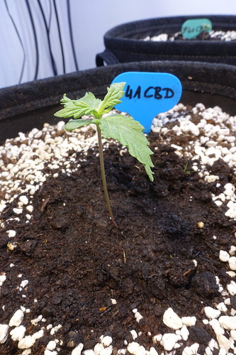 Growreport Bild 3