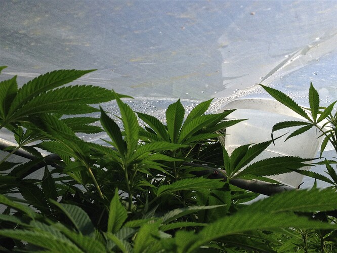 Growreport Bild 4
