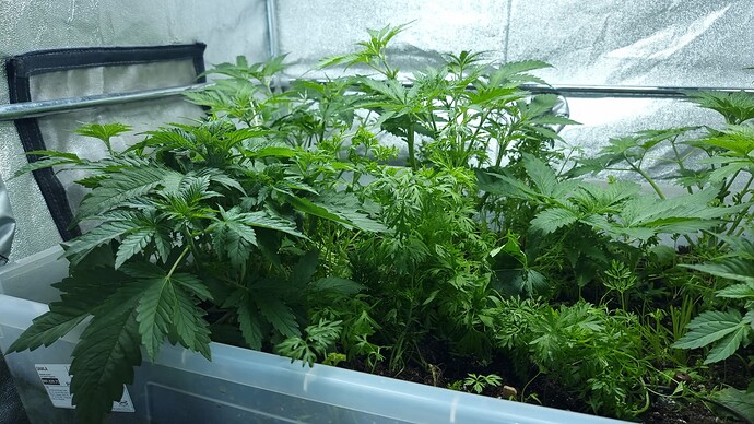 Growreport Bild 6