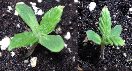 Growreport Bild 76