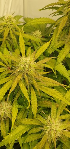 Growreport Bild 1