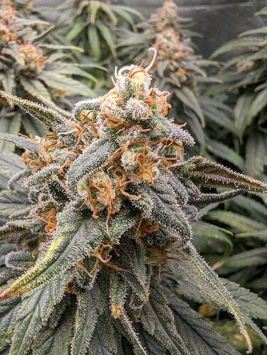Growreport Bild 23